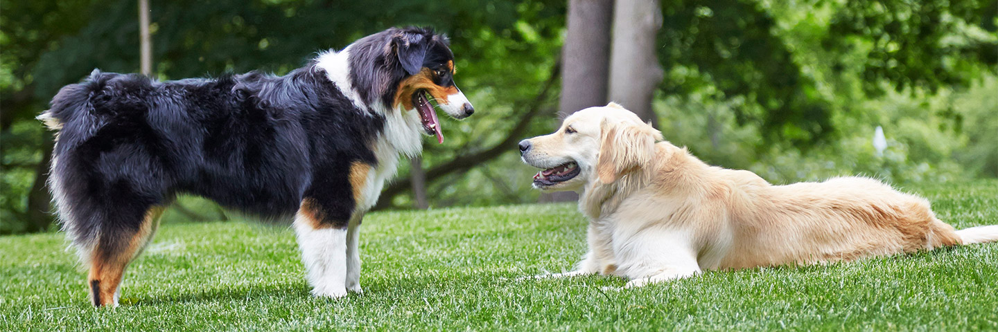 DogWatch Hidden Fence of Houston, Houston, Texas | Outdoor Hidden Dog Fences Slider Image