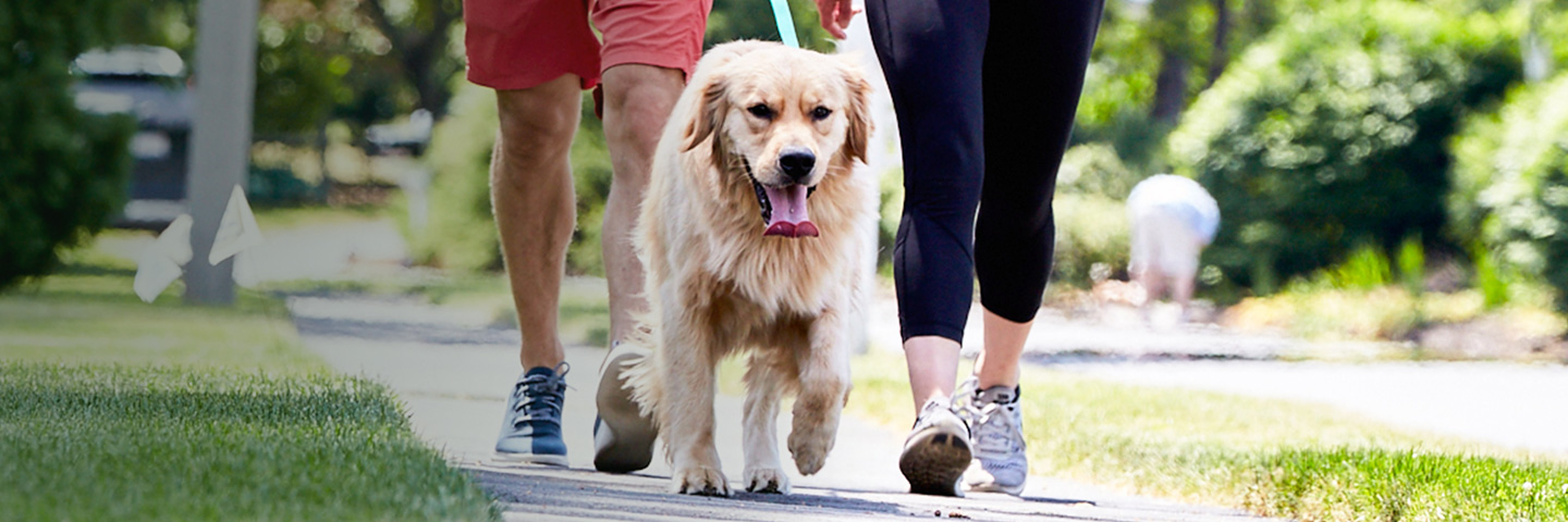 DogWatch Hidden Fence of Houston, Houston, Texas | SideWalker Leash Trainer Slider Image