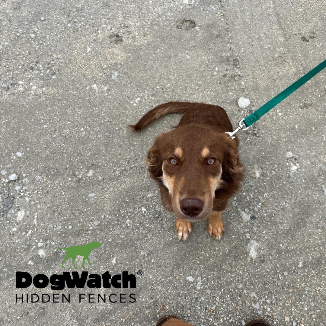 DogWatch® Hidden Fences vs. Invisible Fence® Brand - DogWatch of