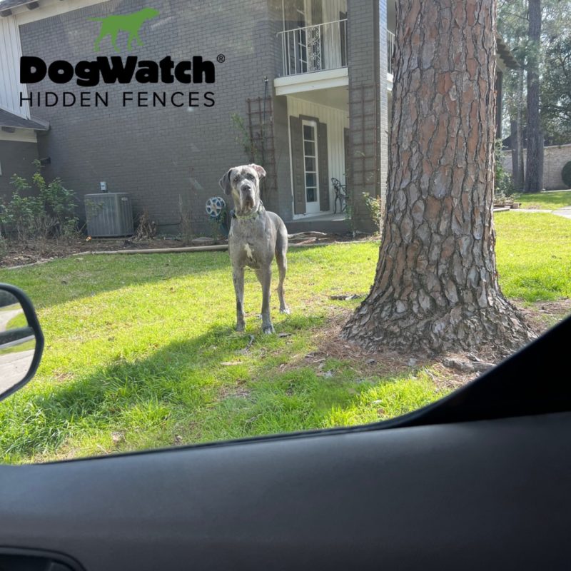 DogWatch Hidden Fence of Houston, Houston, Texas | Photo Gallery  Image