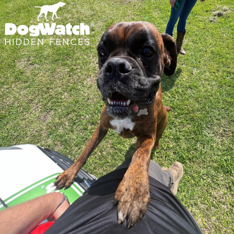 DogWatch Hidden Fence of Houston, Houston, Texas | Photo Gallery  Image