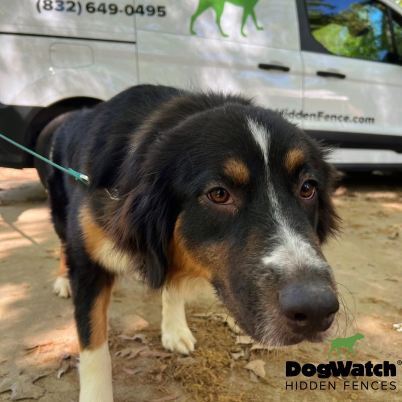 DogWatch Hidden Fence of Houston, Houston, Texas | Photo Gallery  Image