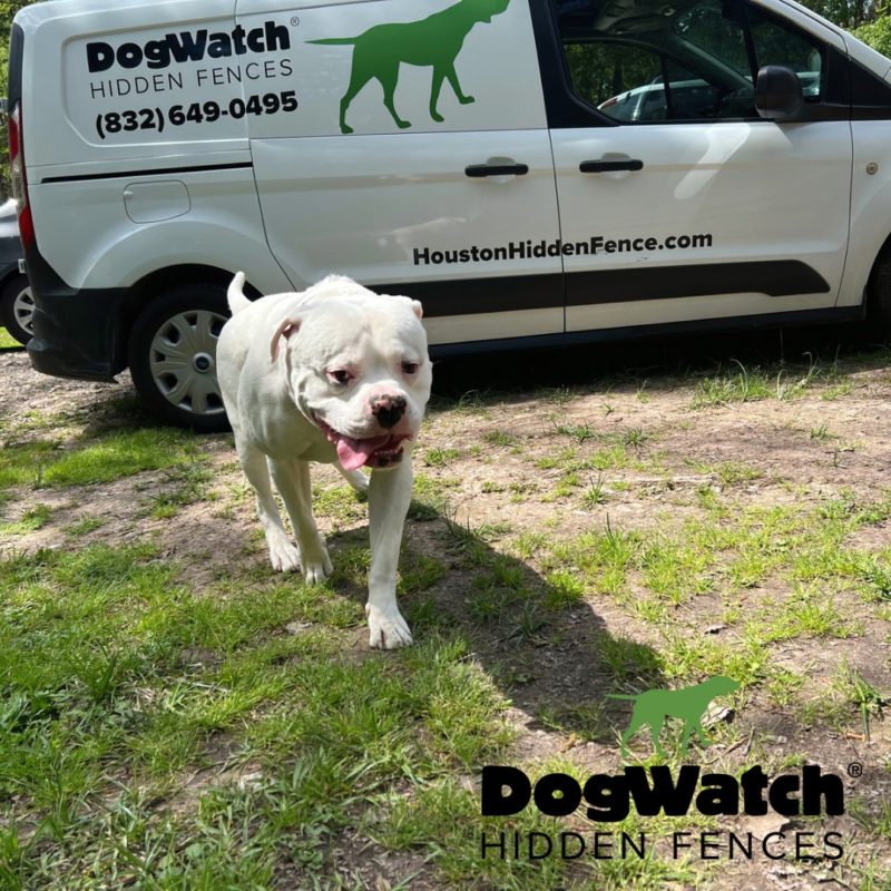 DogWatch Hidden Fence of Houston, Houston, Texas | Photo Gallery  Image