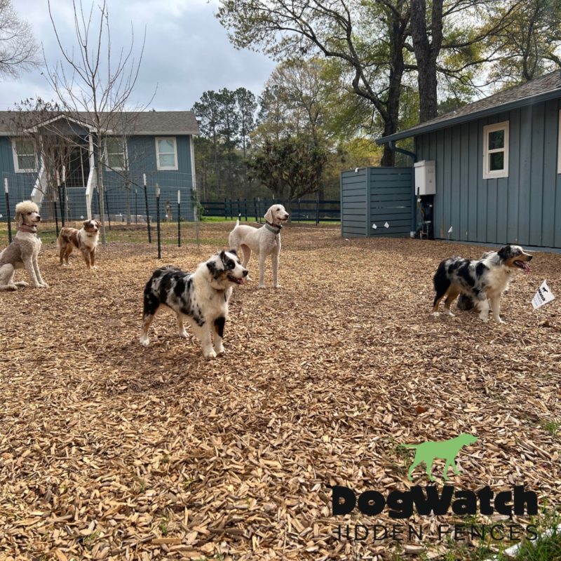 DogWatch Hidden Fence of Houston, Houston, Texas | Photo Gallery  Image