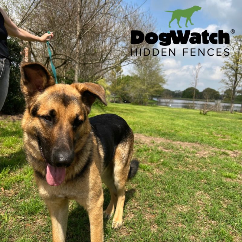 DogWatch Hidden Fence of Houston, Houston, Texas | Photo Gallery  Image