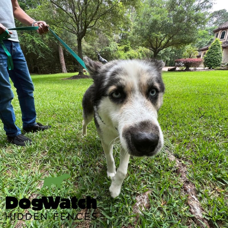 DogWatch Hidden Fence of Houston, Houston, Texas | Photo Gallery  Image