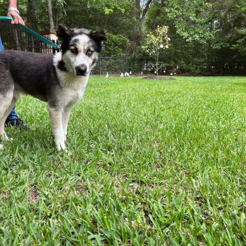 DogWatch Hidden Fence of Houston, Houston, Texas | Photo Gallery  Image