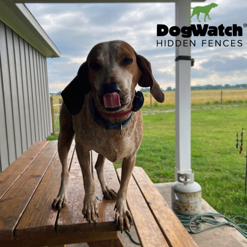 DogWatch Hidden Fence of Houston, Houston, Texas | Photo Gallery  Image