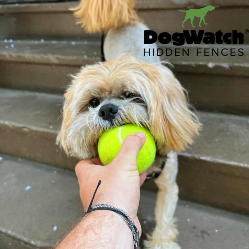 DogWatch Hidden Fence of Houston, Houston, Texas | Photo Gallery  Image