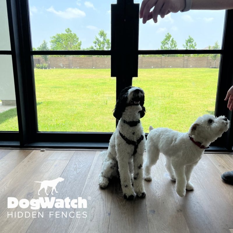 DogWatch Hidden Fence of Houston, Houston, Texas | Photo Gallery  Image