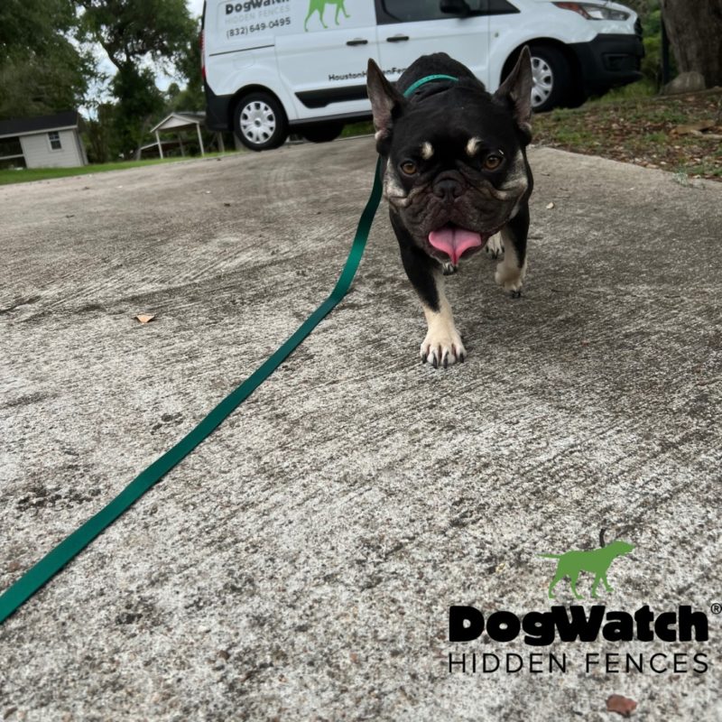 DogWatch Hidden Fence of Houston, Houston, Texas | Photo Gallery  Image