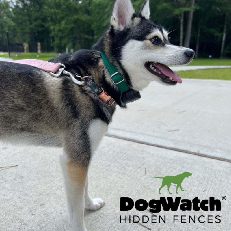 DogWatch Hidden Fence of Houston, Houston, Texas | Photo Gallery  Image