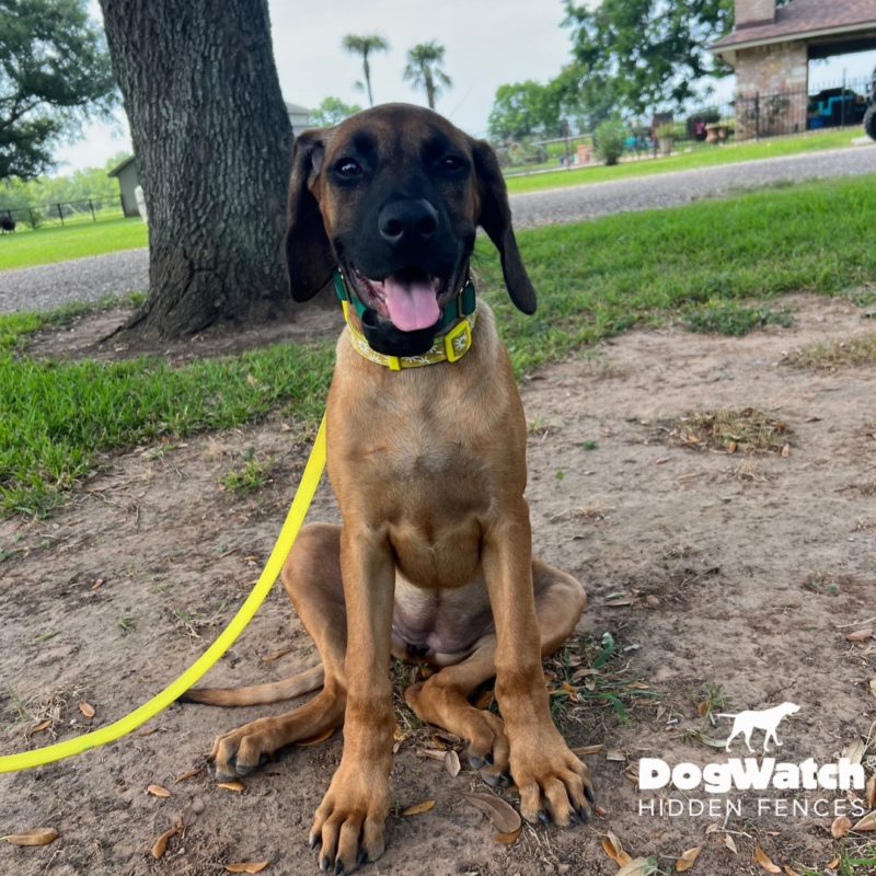 DogWatch Hidden Fence of Houston, Houston, Texas | Photo Gallery  Image